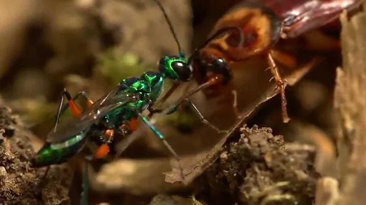 Beautiful wasp zombifies cockroach - DayDayNews