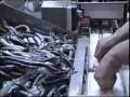 Steen eel processing