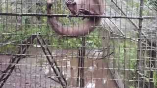 Monkey Fight 1