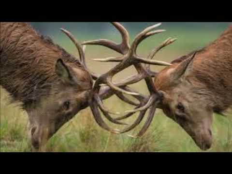 ირემო, მთასა მყვირალო!   2