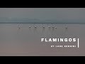 FLAMINGO BEACH in Aruba - Renaissance Private Island - YouTube