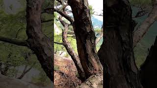 #귀신 소나무숲 #ghost pine tree