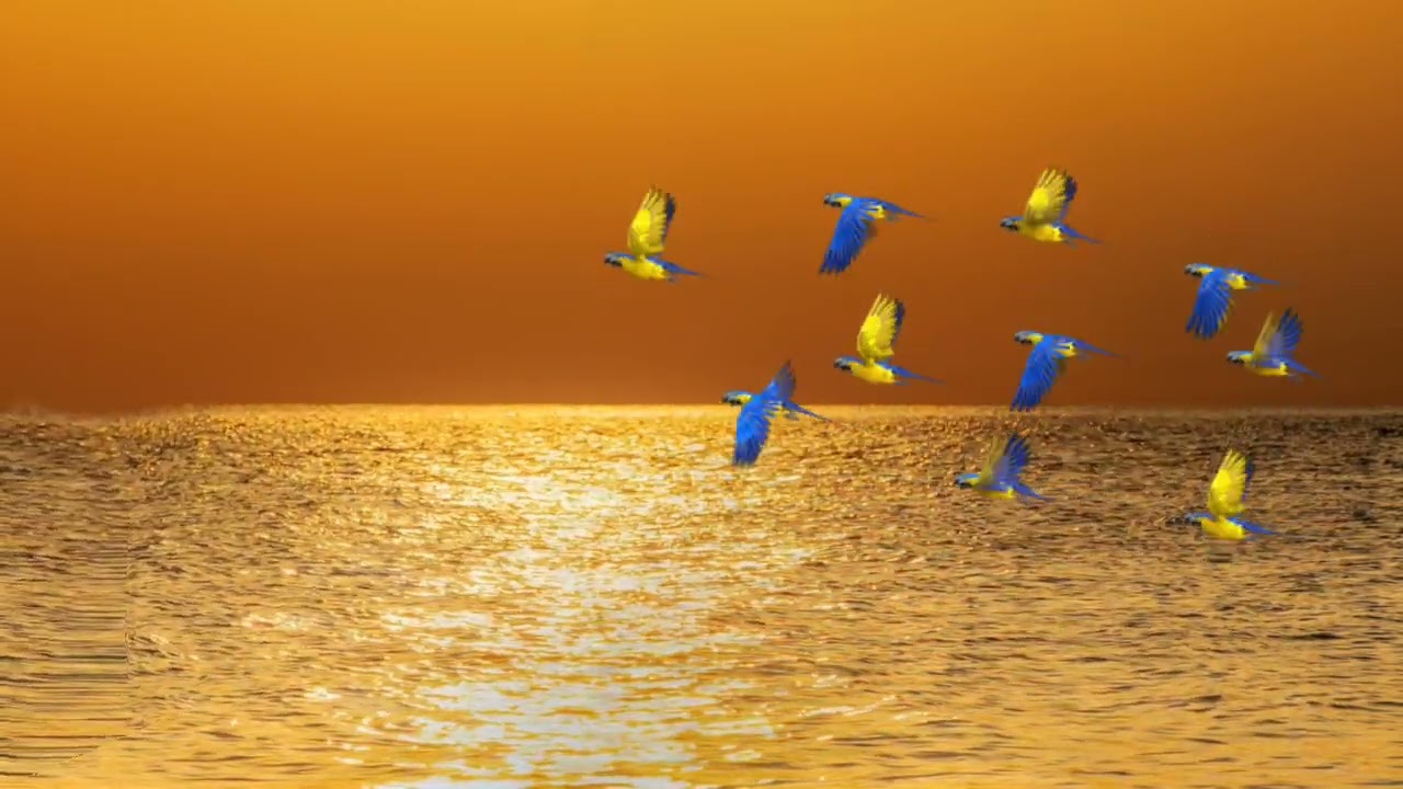 Birds Background Video Effects | Sunshine | Birds Flying | Nature | No Copyright Video | Free Stock