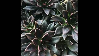 Echeveria Serrana’