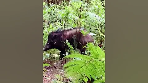 Mt.Apo bansalan wild boar
