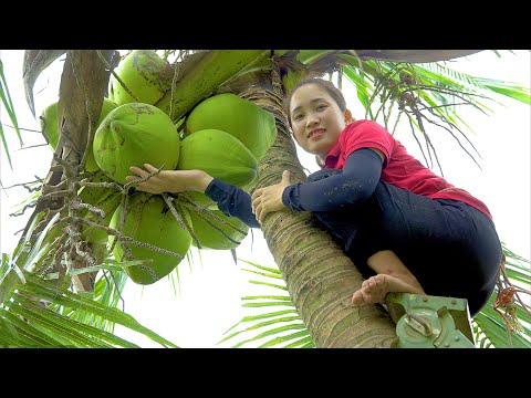 FULL VIDEO: 60 DAYS Harvesting Coconuts & Pineapple Goes to the market sell | Lý Thị Hoa