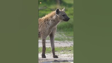Thumbnail of Hyena Sounds