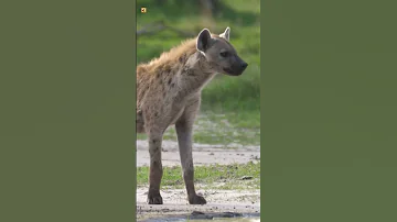 Hyena Sounds 