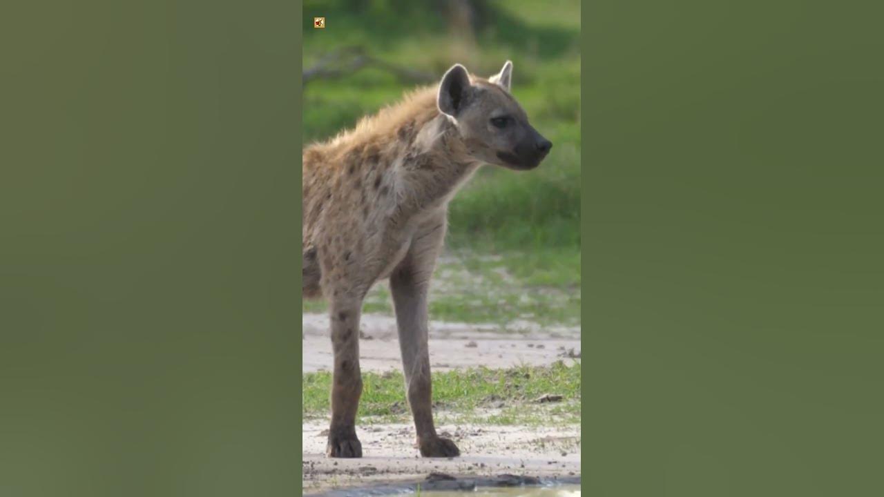 Hyena Sounds