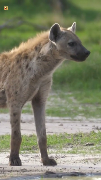 Hyena Sounds