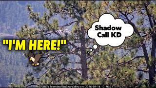Shadow CALLS Out to KD1 from Twin Pines — She Flies Straight to Him!