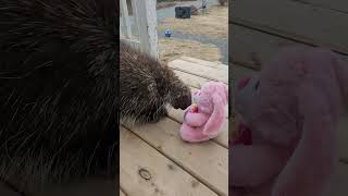 Porky gets a present too #happyeaster #apples #bunny #nature #wildlife #canada #fyp
