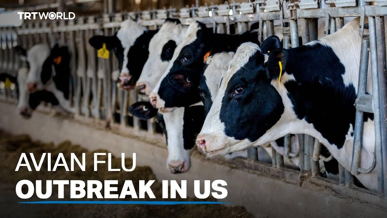 Dairy farmers try to contain the spread of bird flu in the US - YouTube