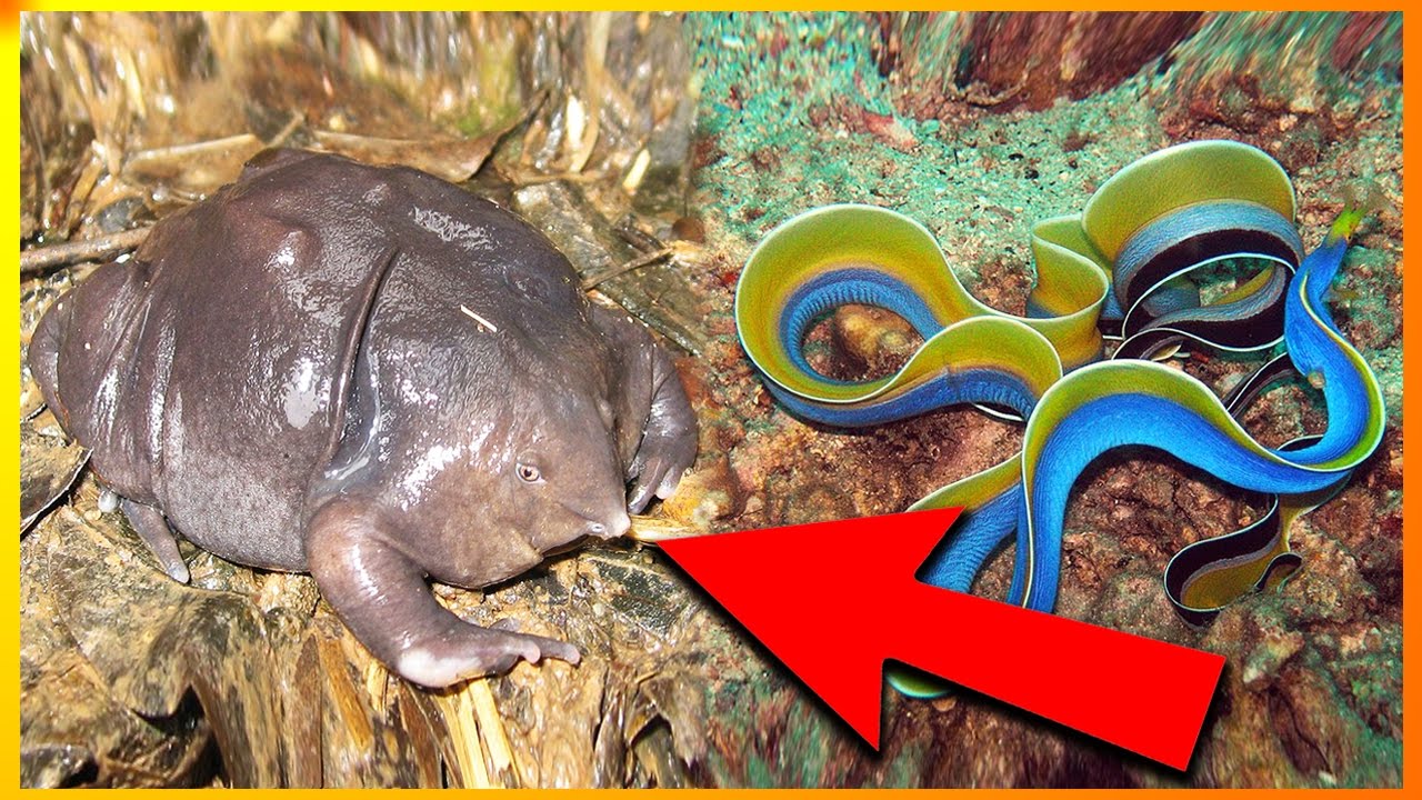 13 Af Jordens Mystiske Væsner