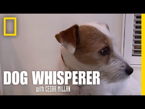 Videó: Az Acepromazine Dog tranquilizer mellékhatásai