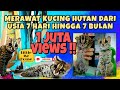 MERAWAT KUCING HUTAN DARI USIA 7 HARI HINGGA 7 BULAN