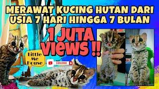 MERAWAT KUCING HUTAN DARI USIA 7 HARI HINGGA 7 BULAN