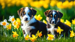 Cute Baby Animals - Embracing The Delightful World Of Baby Animals With Relaxing Music (Colorfully) by Little Pi Melody 407 views 1 month ago 3 hours, 11 minutes