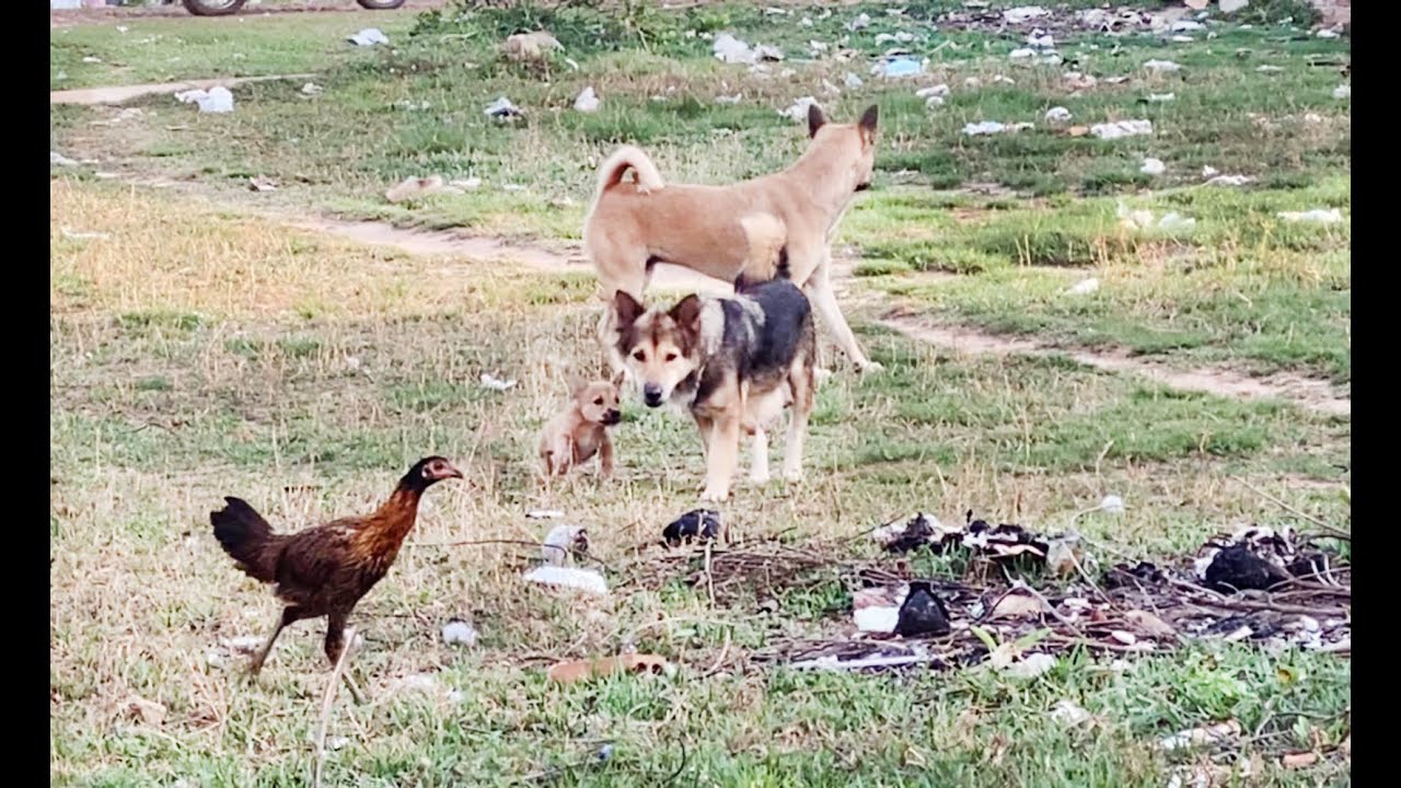 Three Dog Chasing Chicken Eating Stuff In Field Funny Dogs Video