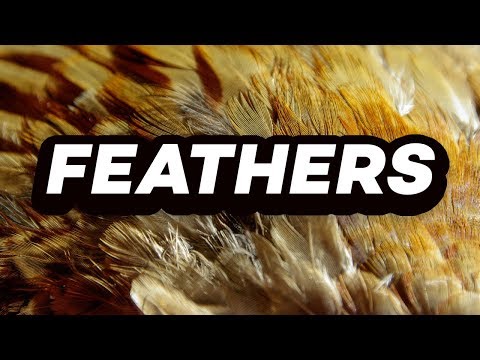 FEATHERS - FEATHERS