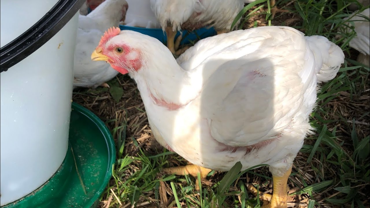 Butchering pastured Cornish cross chickens we raised. From coop to ice bath Warning its graphic