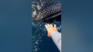Whale shark behind the boat in Marathon, Fl aboard Main Attraction fishing charters