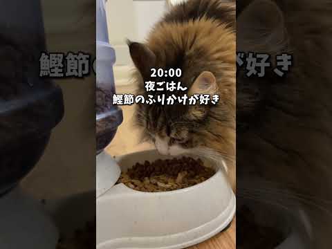 ノルウェージャンの生活が人間すぎる…   #猫 #cat #ノルウェージャンフォレストキャット #ノルウェージャン #北欧猫