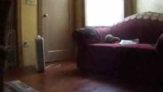 WEASEL WAR DANCE!!!