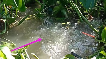 Trúng ổ cá rô đồng cá rô phi, cá ăn mồi không kịp giật | Câu cá ổ T284