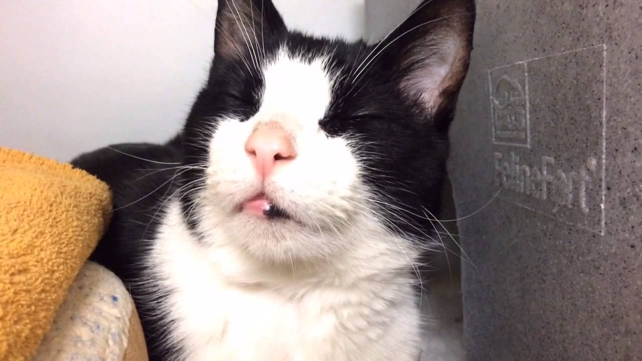 Rescue cat George "slow blinks" at me for about 10 seconds (cat version of kiss 😘)