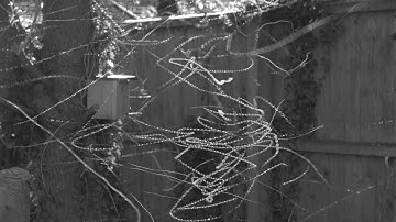 Overlaid Insect Tracks