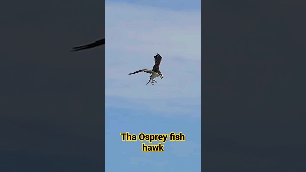 The Osprey "fish hawk" 🦅🐟