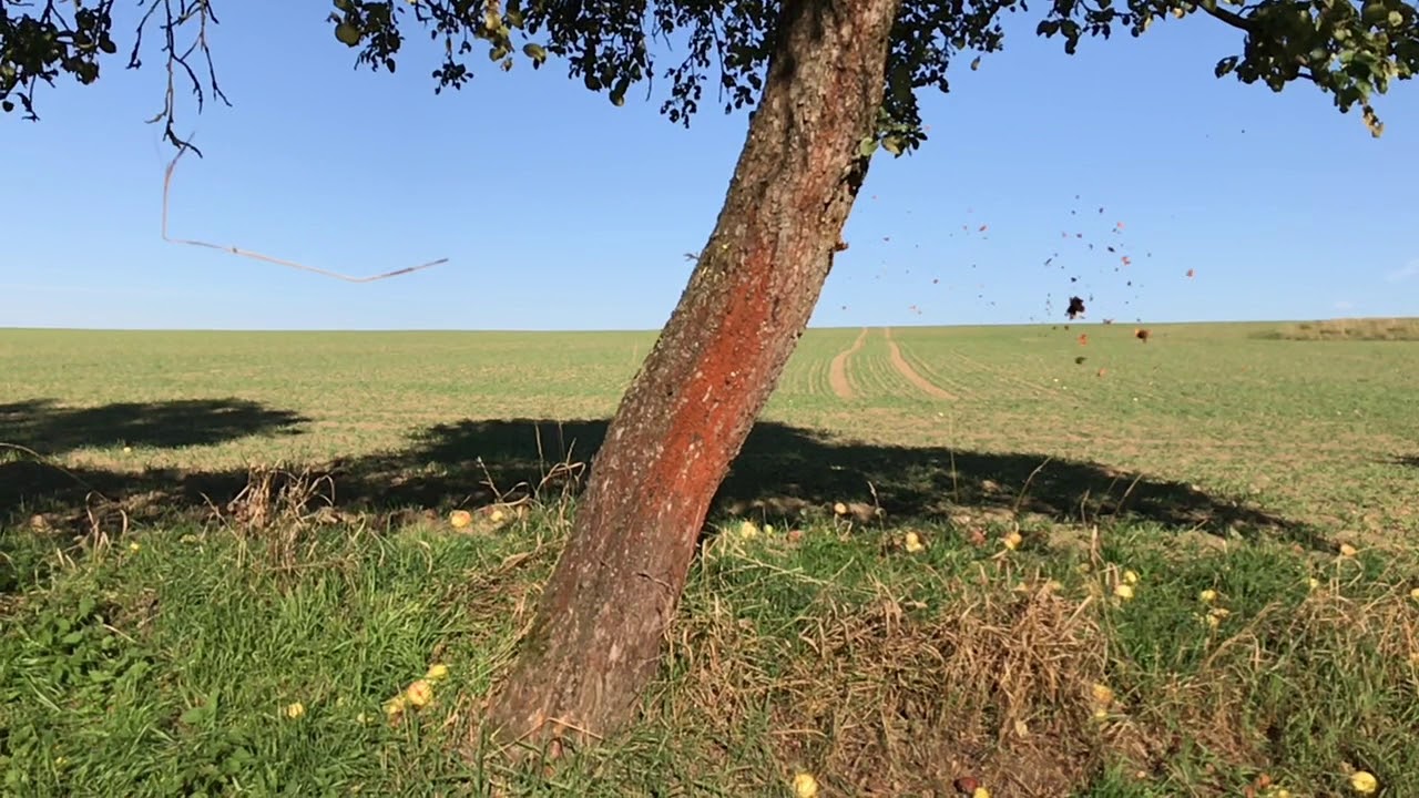 Throwing Apples in Slow-Motion - YouTube