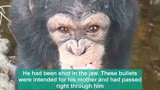 CHIMPANZEE NEEDS PROTECTION Should Be Return To The Forest