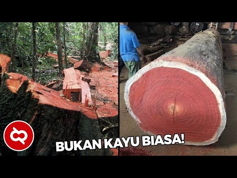 Video: Kapan Memanen Sapu Kayu Ek Untuk Mandi