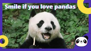 Happy Pandas Playing That Will Absolutely Make You Happy