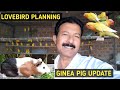 African lovebird breeding planing | लवबर्ड में कितना दम | Ginea pig update