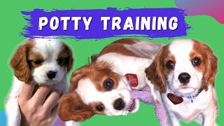Potty Training a Puppy or Dog | Potty Training a Cavalier King Charles Spaniel Puppy