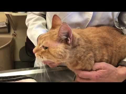 Video: The cat's cheek is swollen. What to do?