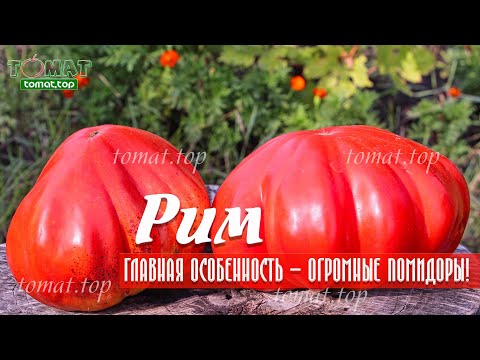 Video: Деңиз азыктары жана күрүч менен кошо томат шорпосу