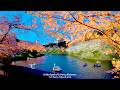 4K60【千鳥ヶ淵 桜満開の絶景】夕暮れブルーアワーと夜桜 2026 東京 Japan