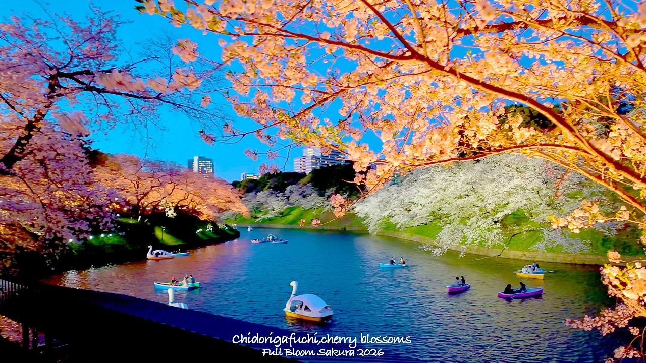 4K60【Tokyo Cherry Blossoms at Full Bloom】Chidorigafuchi Night