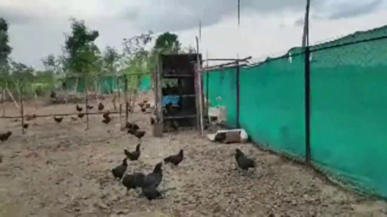 Low Budget Free Range poultry farm - YouTube