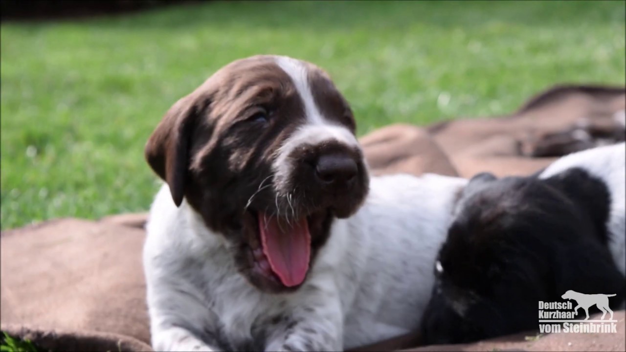 DK vom Steinbrink: C-Wurf - 2 Wochen