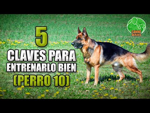 Video: 15 pastores alemanes (¡y mezclas de pastores alemanes!) Que te ayudarán a pasar el día