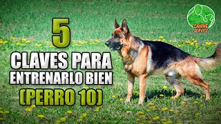 Cómo ADIESTRAR a un Perro PASTOR ALEMÁN (Adiestramiento Básico y Avanzado en Obediencia)