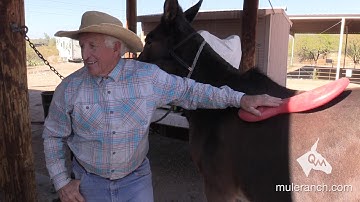 Pack Saddles and Riding Saddles for Mules and Donkeys