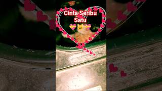 Download Lagu Cinta seribu satu #kucinglucu #shortvideo #music MP3