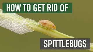 How to Get Rid of Spittlebugs [4 Easy Steps!] screenshot 5