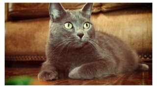 Tess, James, and Casey | Warm & Fuzzy: My Cat Story Resimi
